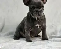 Bellissimi cuccioli di Bulldog Francese blue subito disponibili
